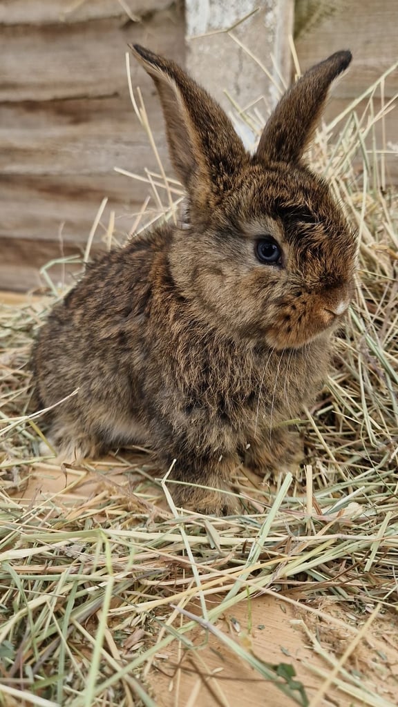 Gorgeous baby rabbits looking for their loving homes