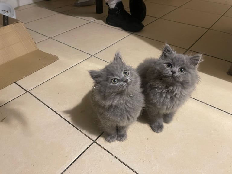 Beautiful British blue kittens 