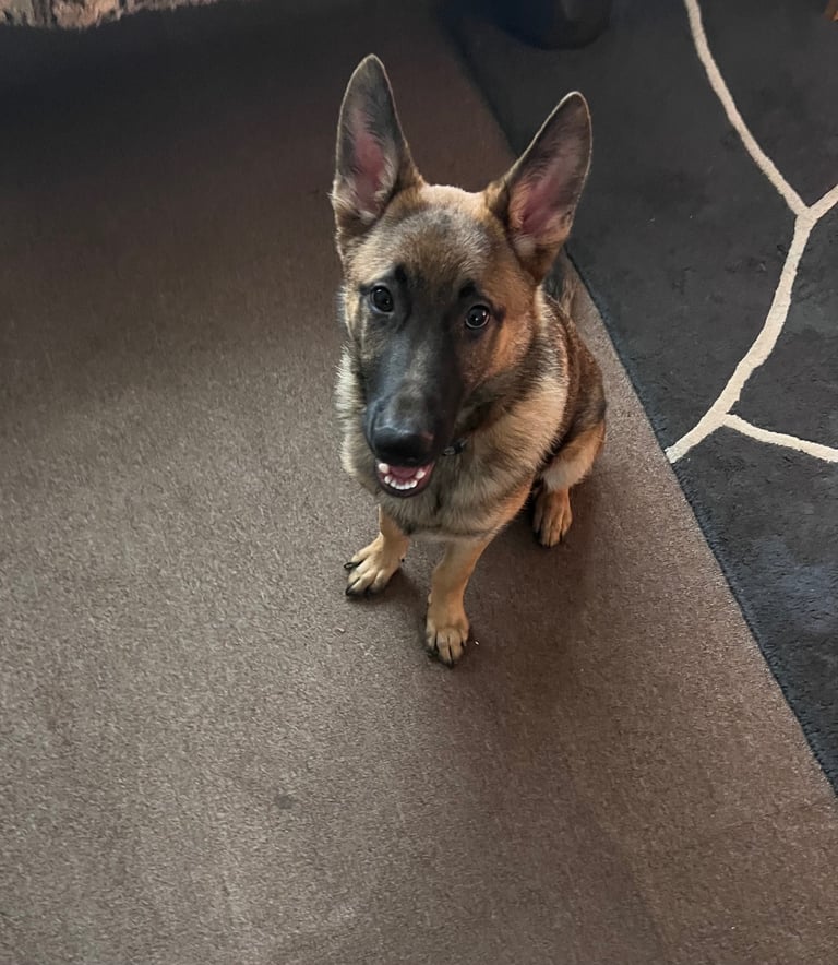 German Shepherd Male Dog 6 months Old 