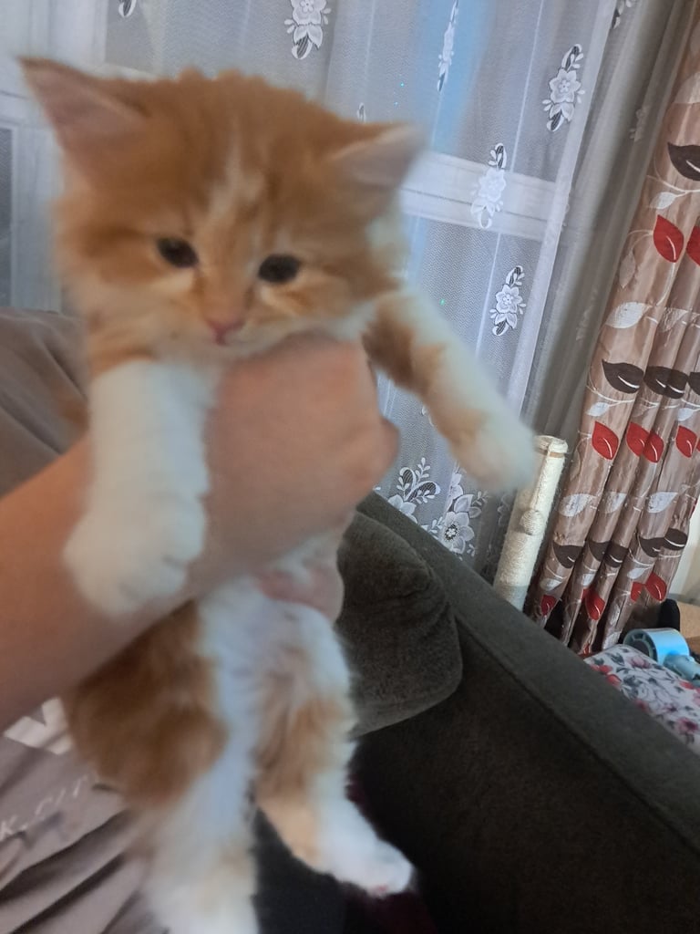 Absolutely stunning very fluffy ginger and white male kitten for sale 