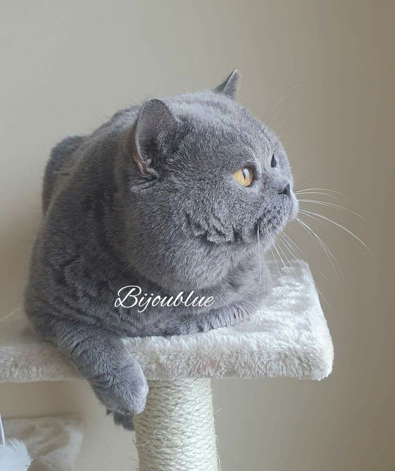 Cat no kittens Cats Kittens for Sale Gumtree