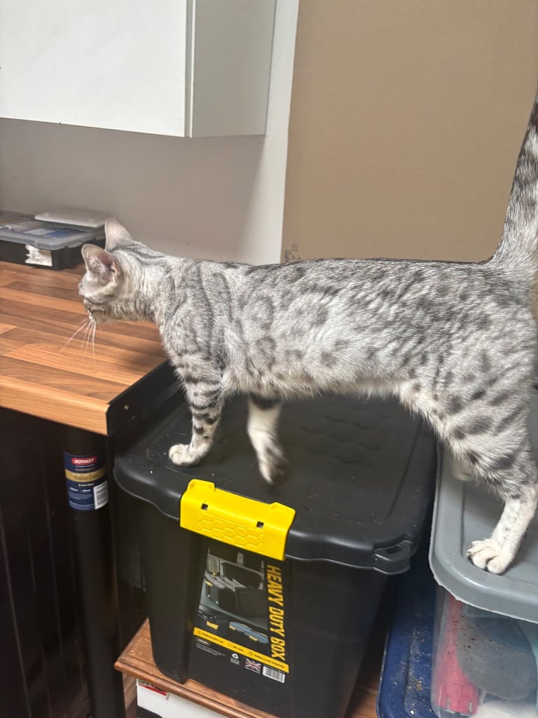 TICA Beautiful Silver Bengal Girl.
