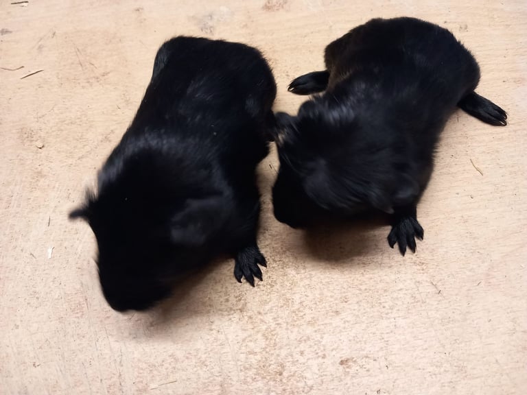 Baby guinea pigs for sale