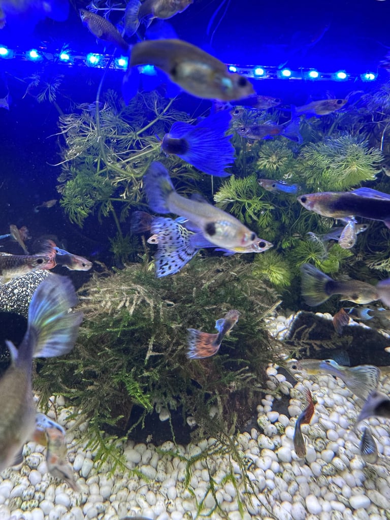 Aquarium Guppies