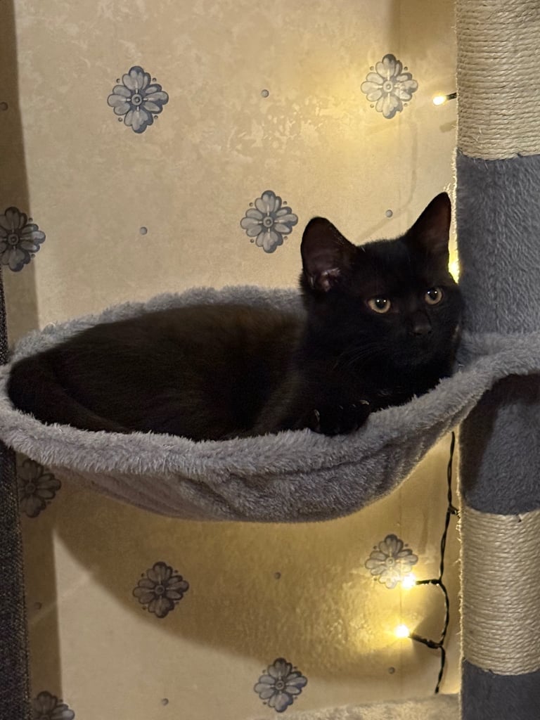 image for kitten 4 months 