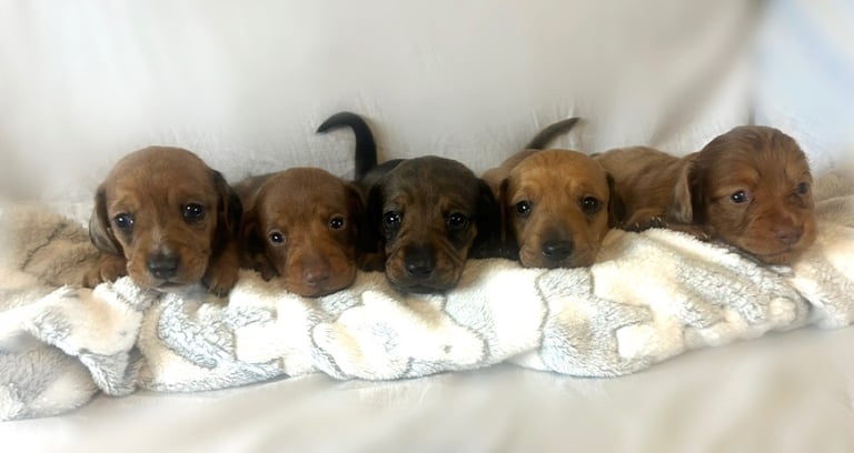 dachshund puppy’s ready to leave next week 