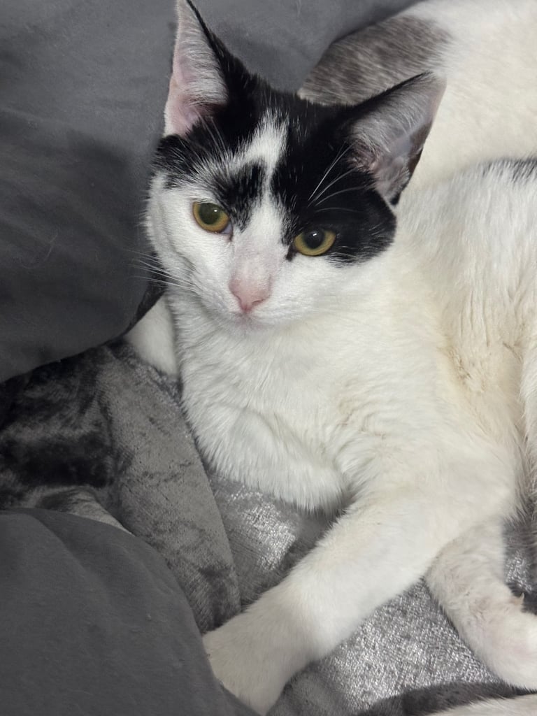 dotty ready to find her forever home 🐈