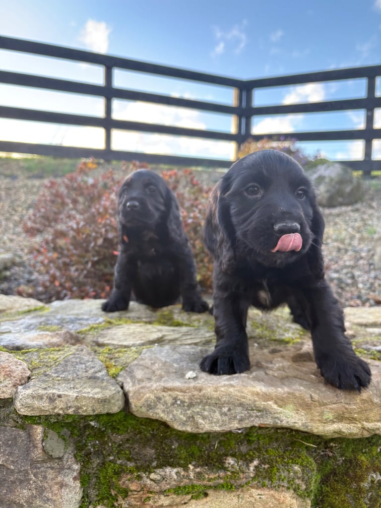 Cocker Spaniel Pups