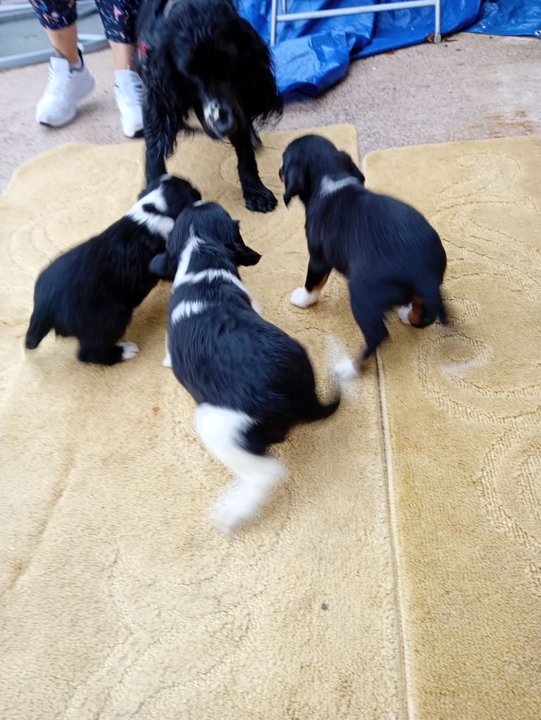 Cocker spaniels