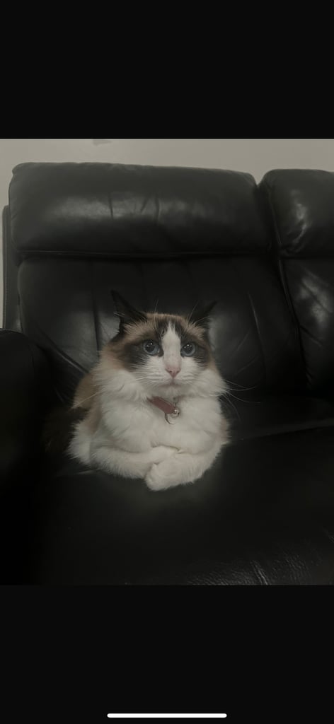 3 years old ragdoll cat 