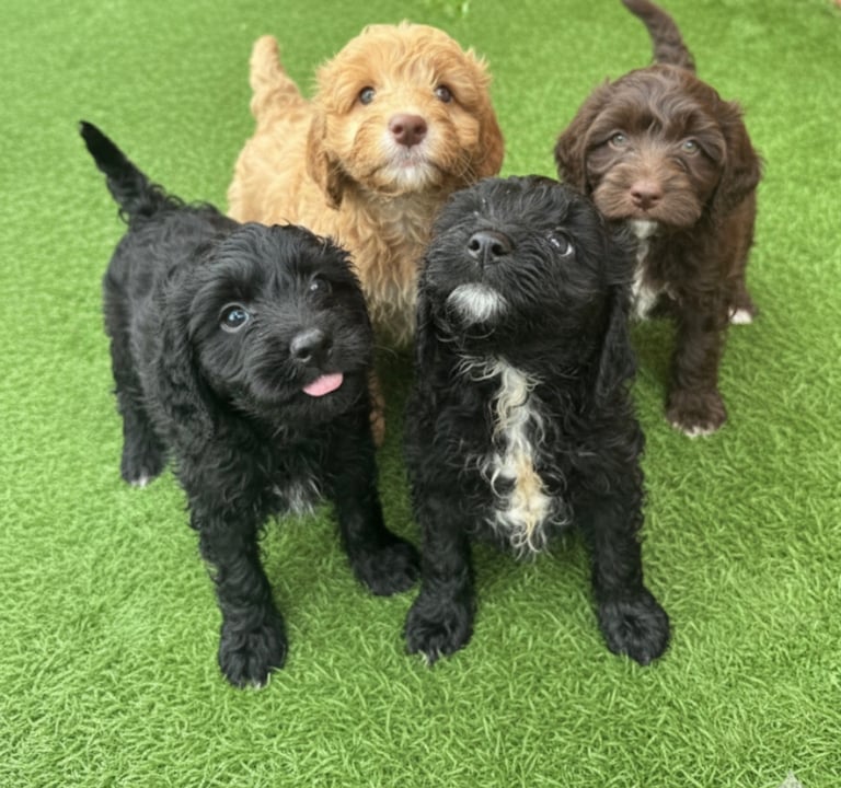 6 beautiful Cockapoo puppies 