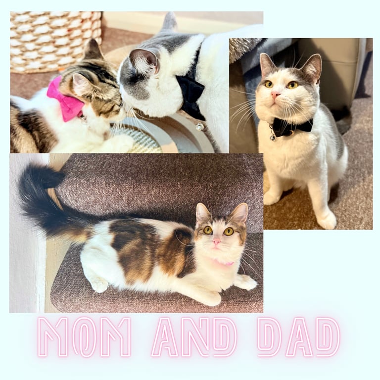 Stunning Ragamuffin X Main Coon Kittens