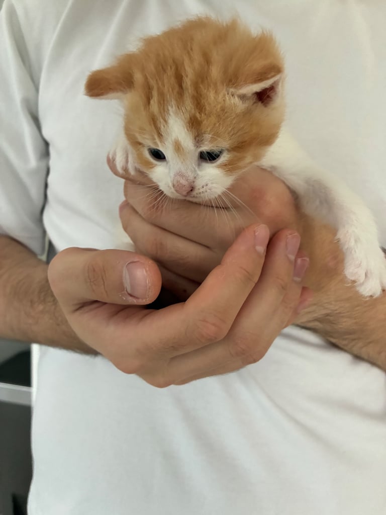 Male Kitten 
