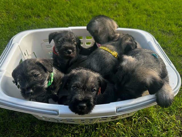 Schnauzer dogs Dogs Puppies for Sale Gumtree