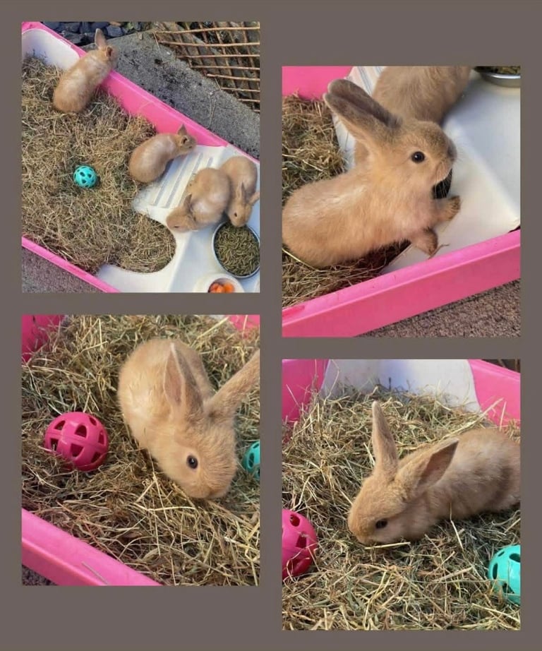 image for Mini Lion Lop Rabbits 