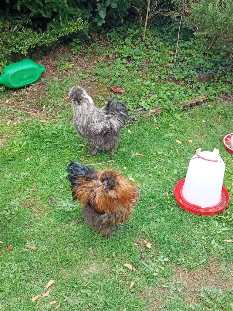 Purebred Silkie Cockerel - Ready for his Forever Home! - Collection from Andover, Hants