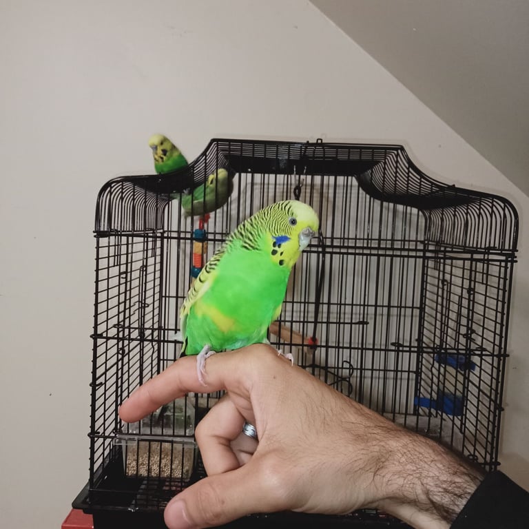 Budgies