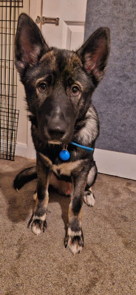 image for Puppy 6 months