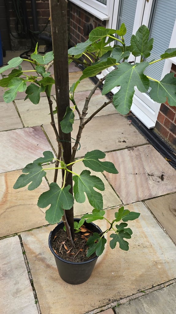 image for Fig Tree