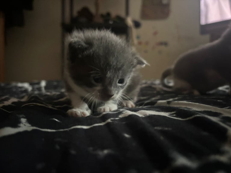 Beautiful russian blues/white and blue