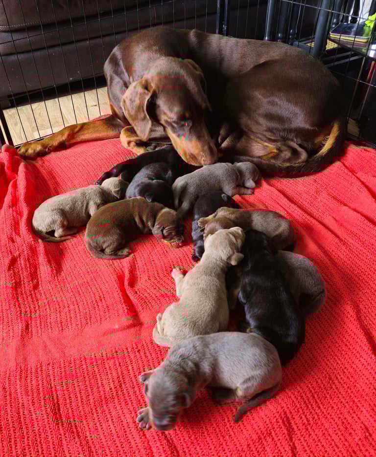 image for Outstanding KC Registered Doberman Puppies