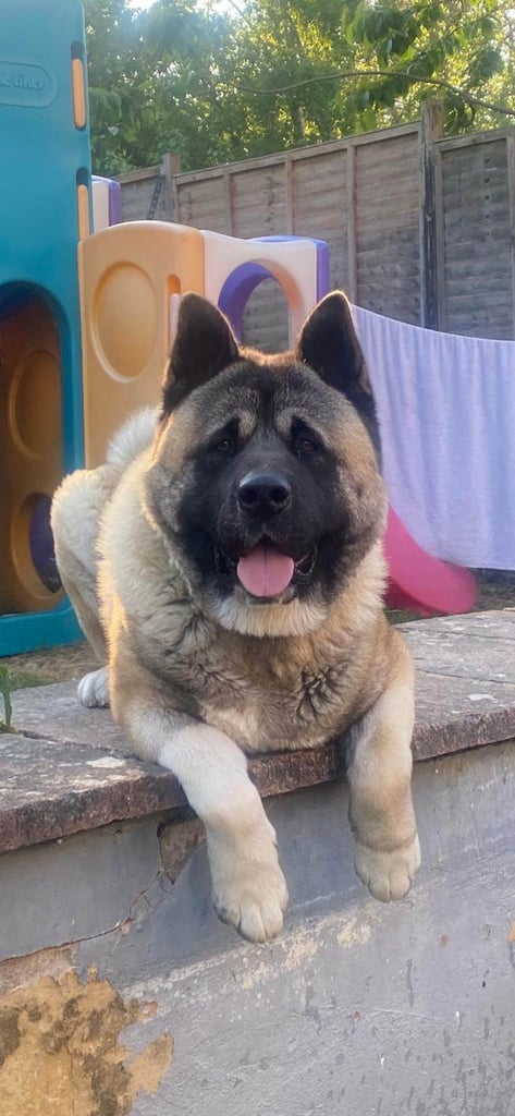 18 month akita