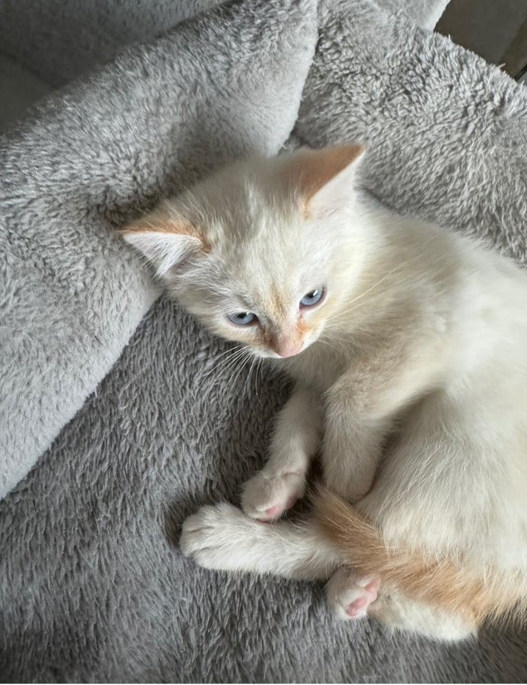 Flame point shorthair kittens 