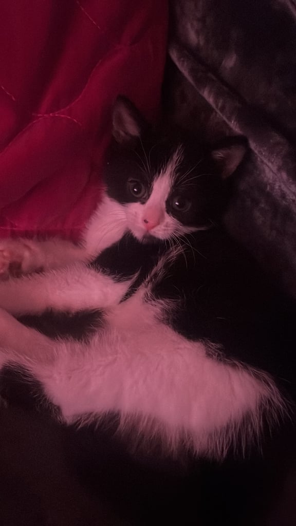 Kitten - sold pending collection 