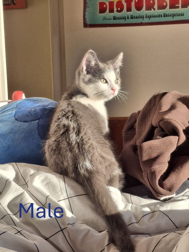 5 Half Ragdoll Kittens for sale