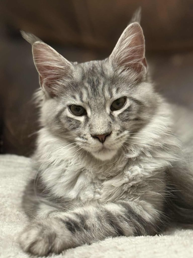 Maine  Coon Aberdeen Pedigree