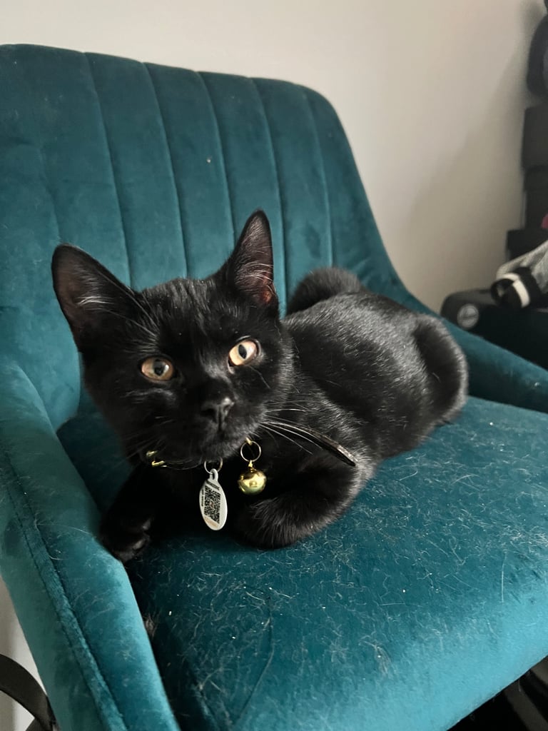 British shorthair mix