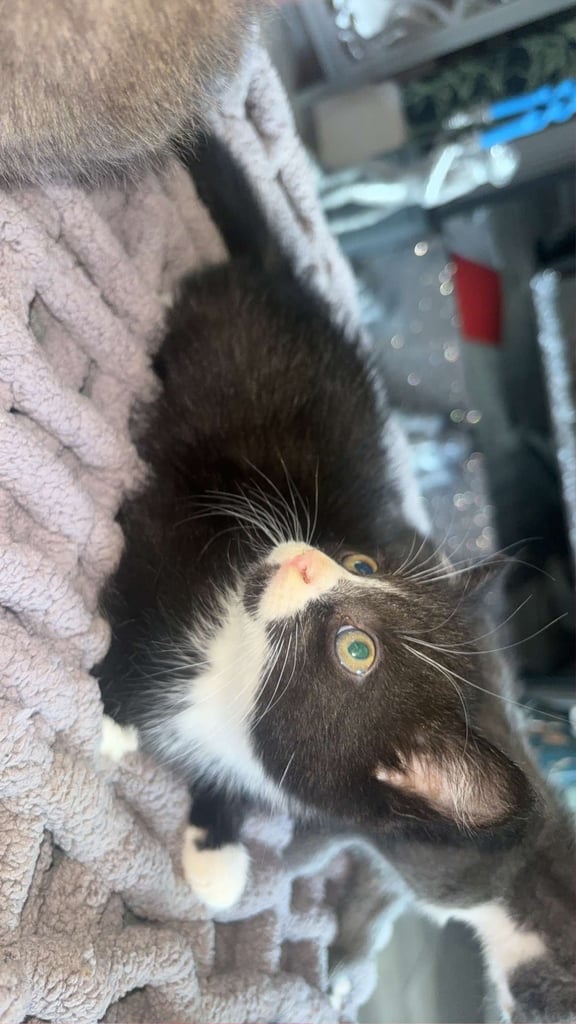 Lovely male kittens x 3  (fuly  grey is now  reserved ) 