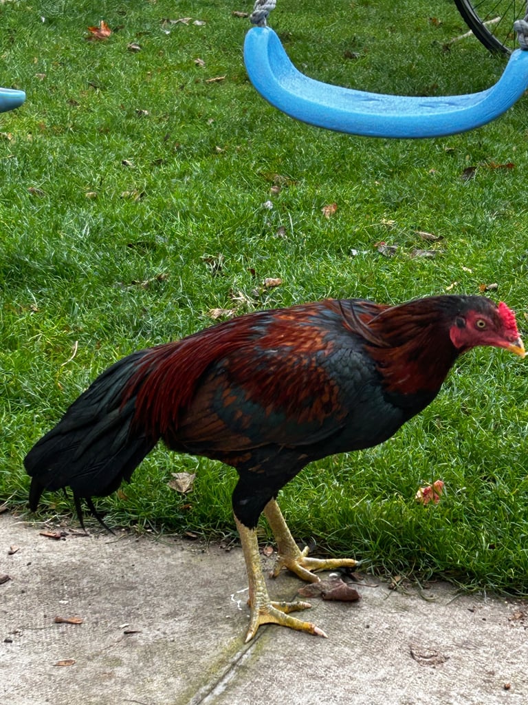 image for 2 Aseel chicken/Rooster/Shamoo available 