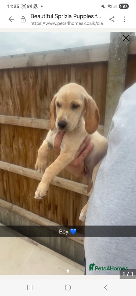 17 Weeks mix Hungarian Vizsla and Spaniel