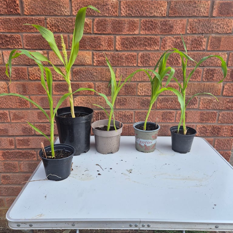image for 5 Sweetcorn golden bantam plants 