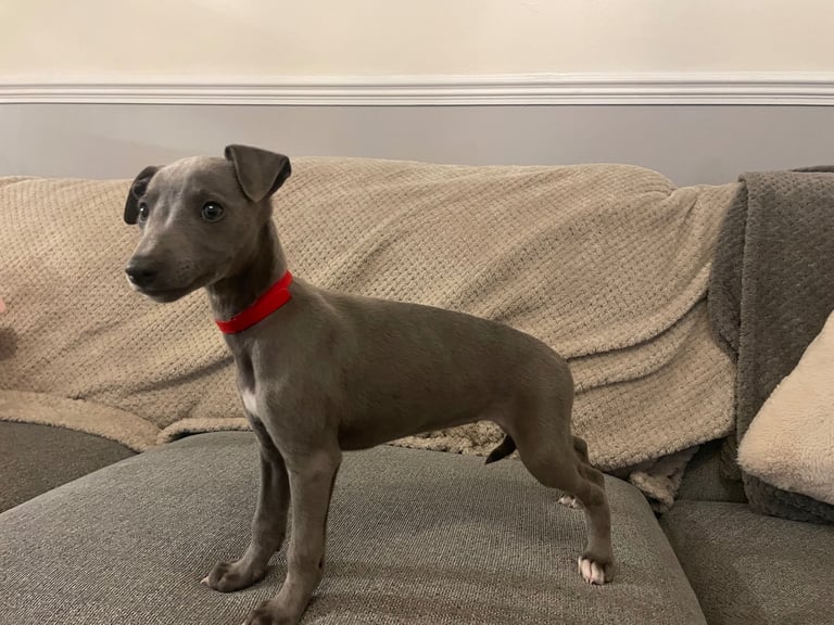 ⭐️⭐️ gorgeous whippet puppies⭐️⭐️