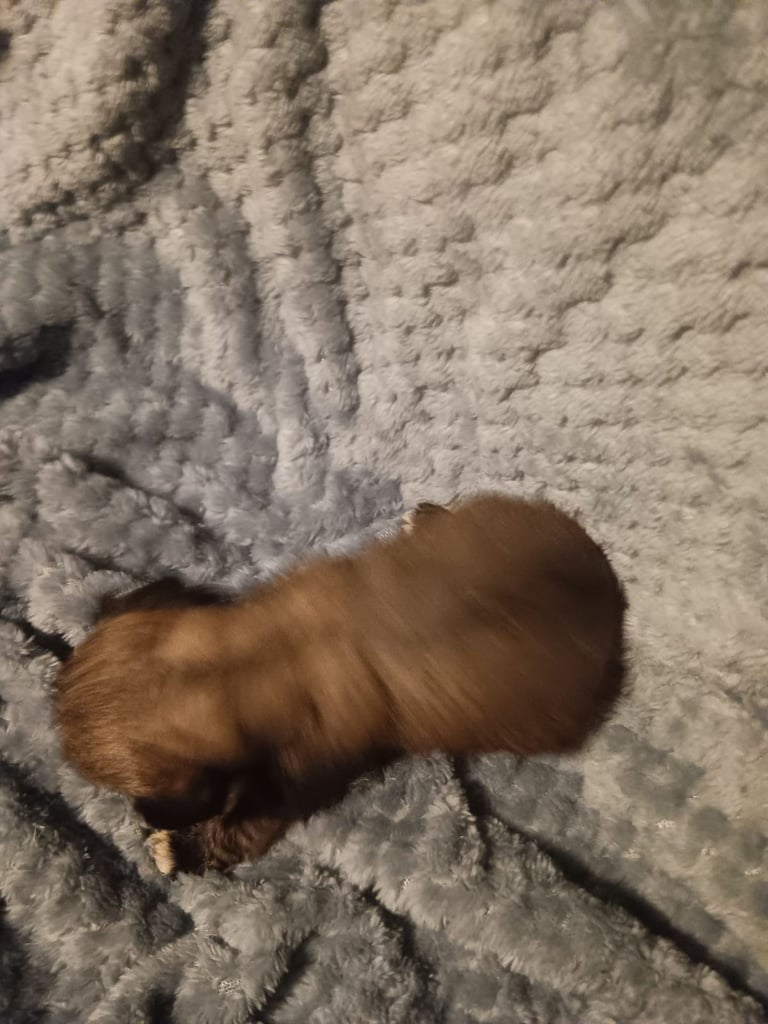 Beautiful dachshund cross cava-tzu for sale