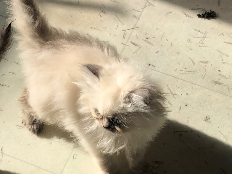 Stunning Persian kittens 