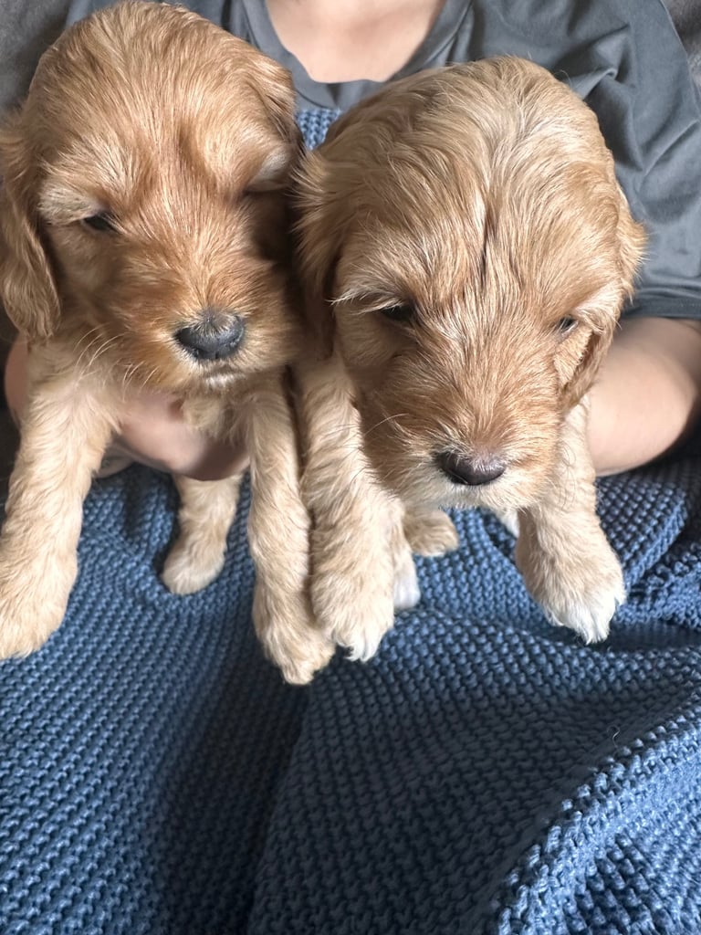 🐶 8 Gorgeous F2 Cockapoo Puppies – Ready Soon! 🏡