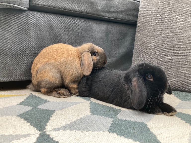 Two rabbits wanting a loving home