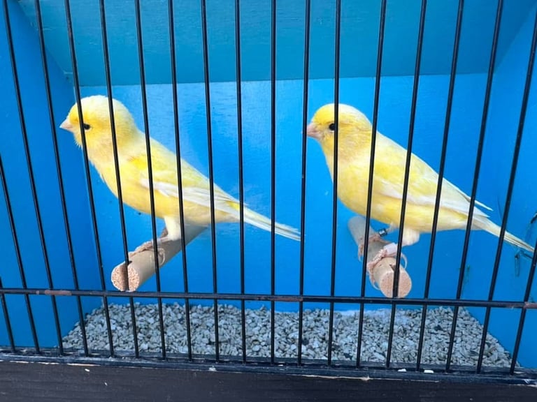 Colour canaries birds 