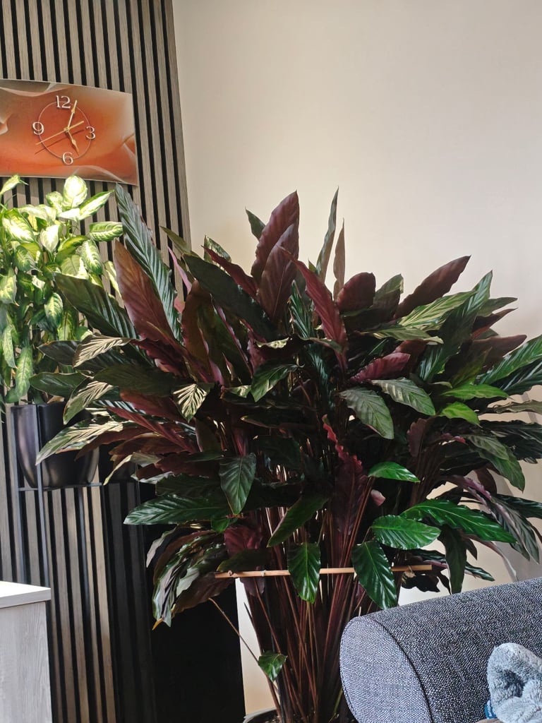 image for Beautiful indoor plant with pot.