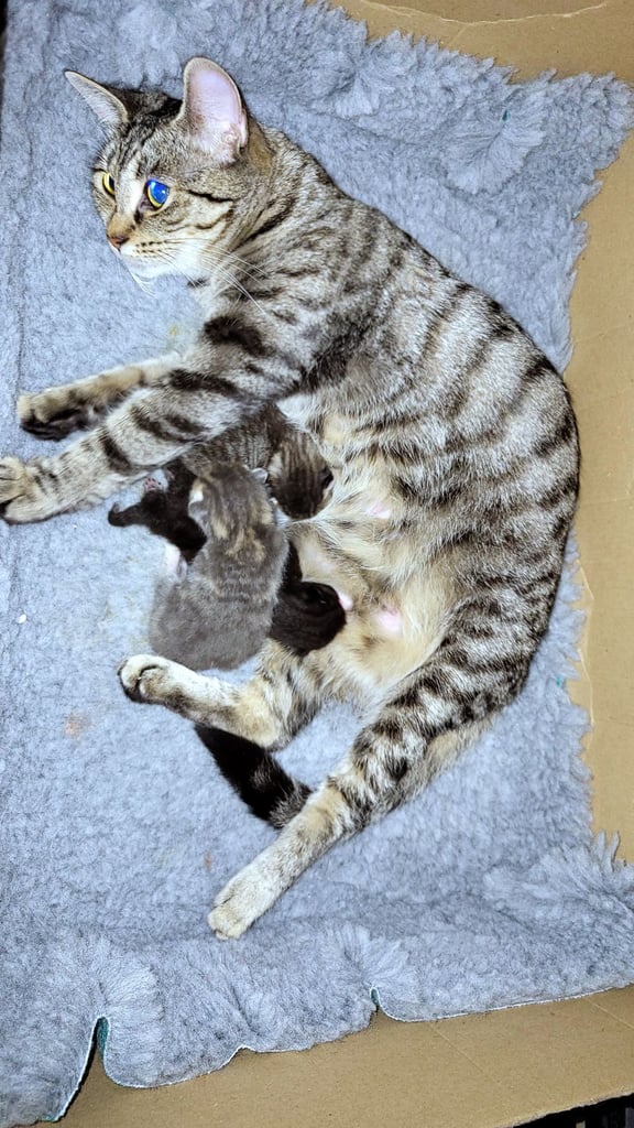 🐾 Adorable Kittens Ready for Their Forever Homes 🐾