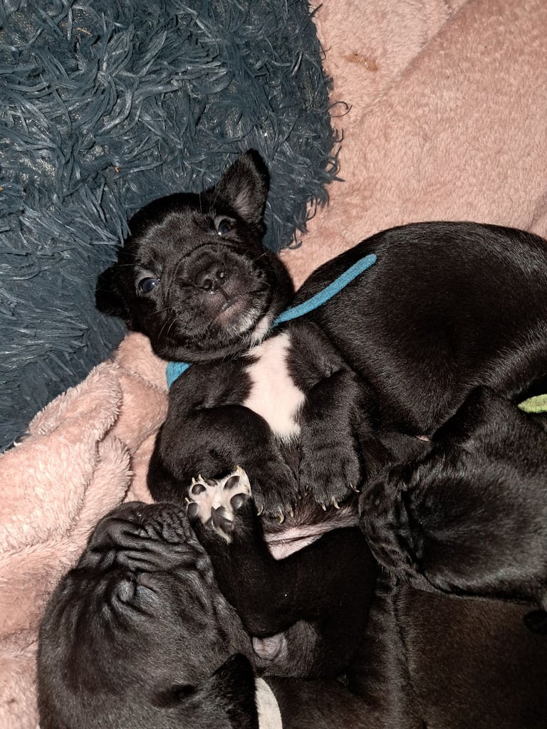 Frenchbulldog cross puppies 5 left 
