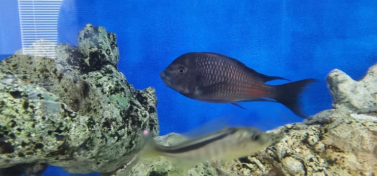 Tropheus malawi fish cichlids tropical mbuna small and big