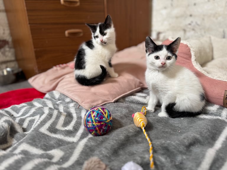 Two adorable 8-week-old European shorthair kittens – playful male duo! 🐱