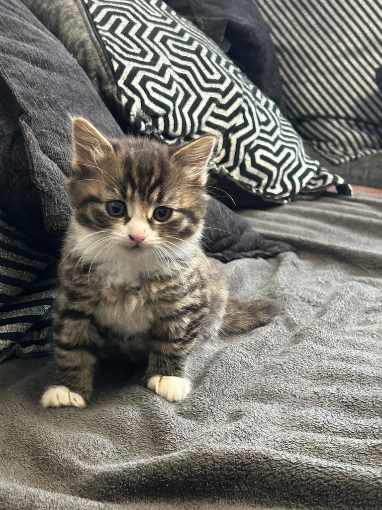  🐾 4 Beautiful Kittens for Sale – 8 Weeks Old 🐾