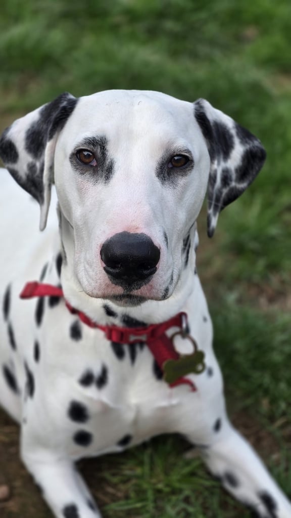 Dalmatian Looking for a loving home ASAP