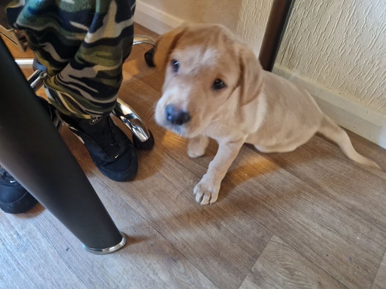 image for Puppy for sale