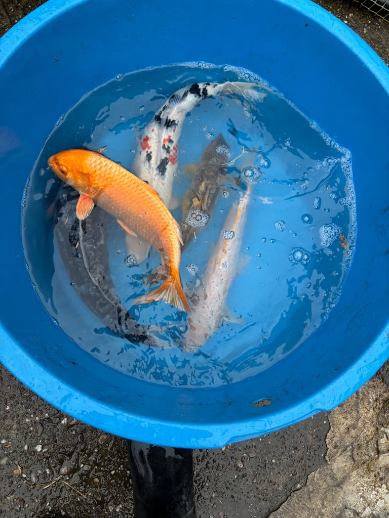 koi carp / fish 